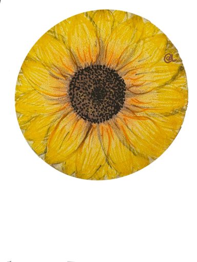 Sonnenblume Sonnenblume